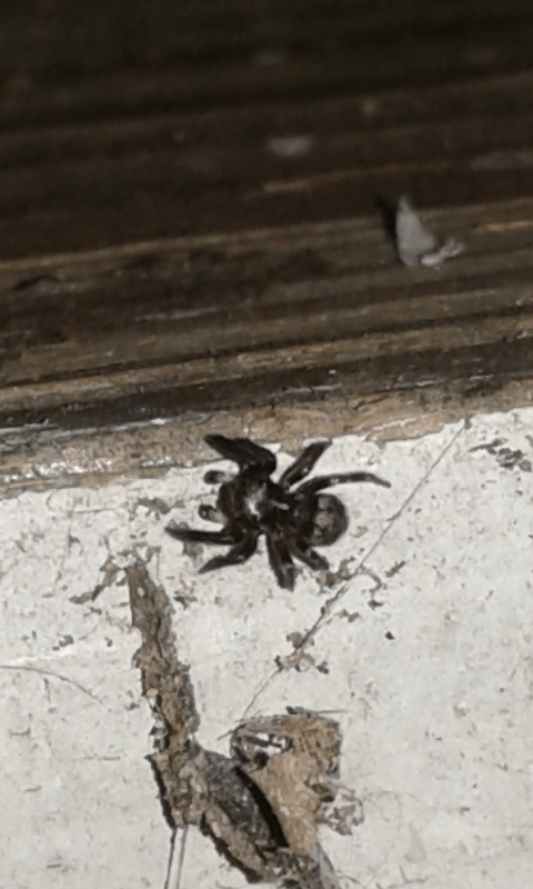 Salticidae : Pseudeuophrys erratica?...Pseudeuophrys cfr. erratica, maschio